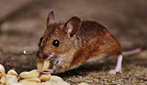 24 Hour & Emergency Exterminators in Mc Clave, CO